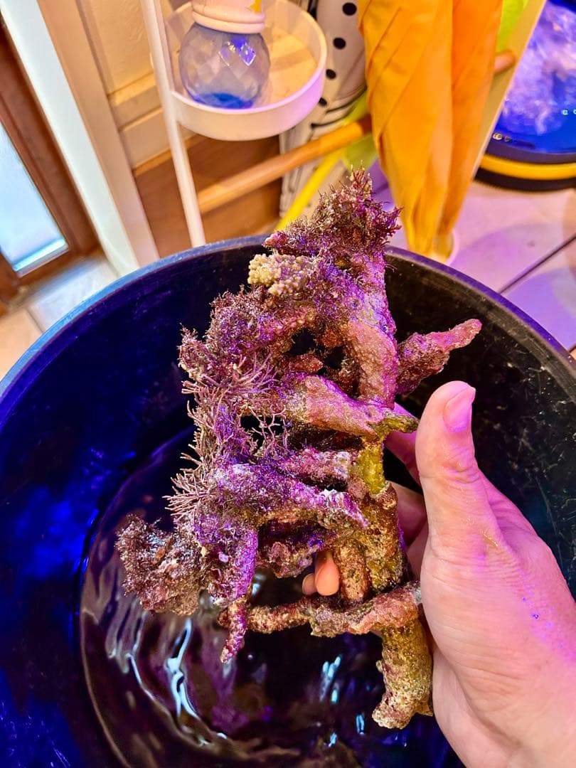 ライブロック Sグレード　枝状　3.0kg