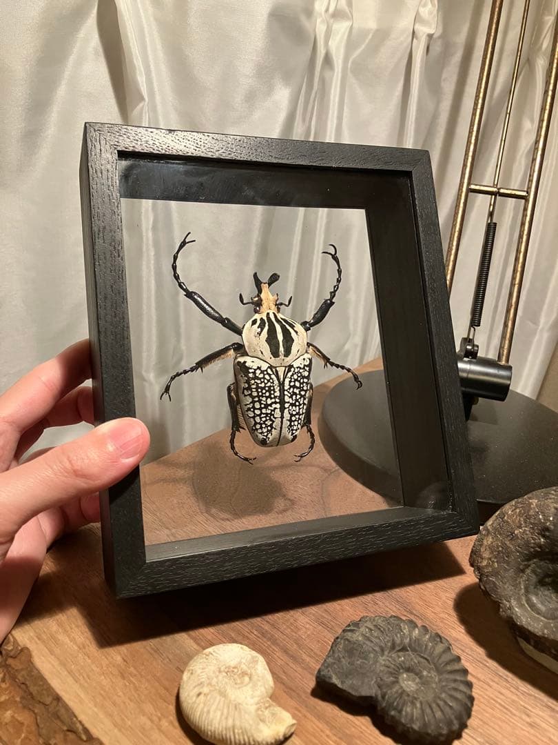 標本/ゴライアスオオツノハナムグリ/ゴライアスオリエンタリス/フィギュア付