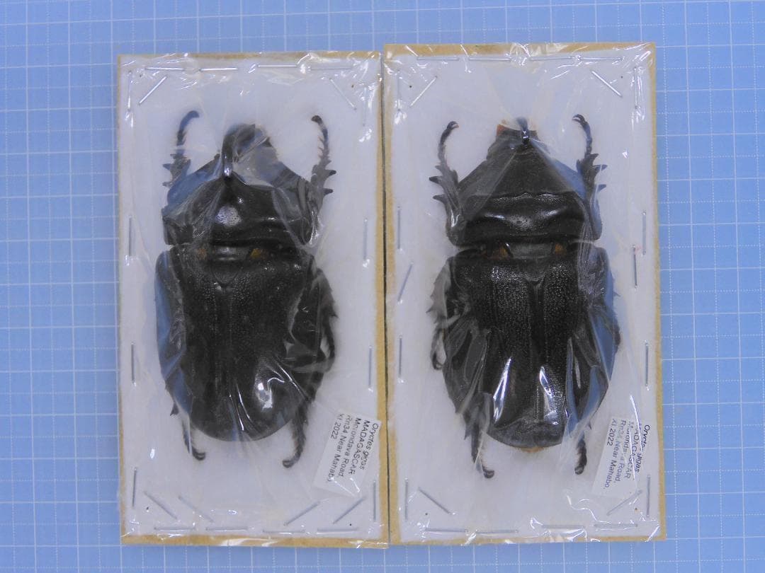 標本 Oryctes gigas pair 67mm 67mm