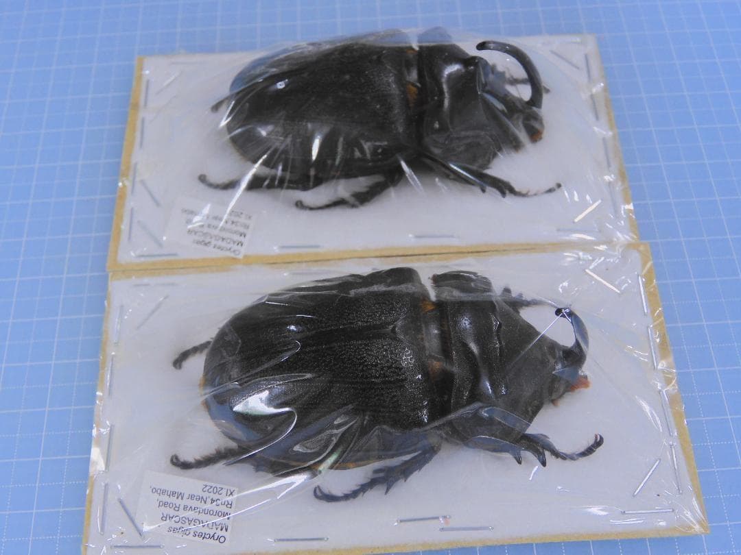 標本 Oryctes gigas pair 67mm 67mm