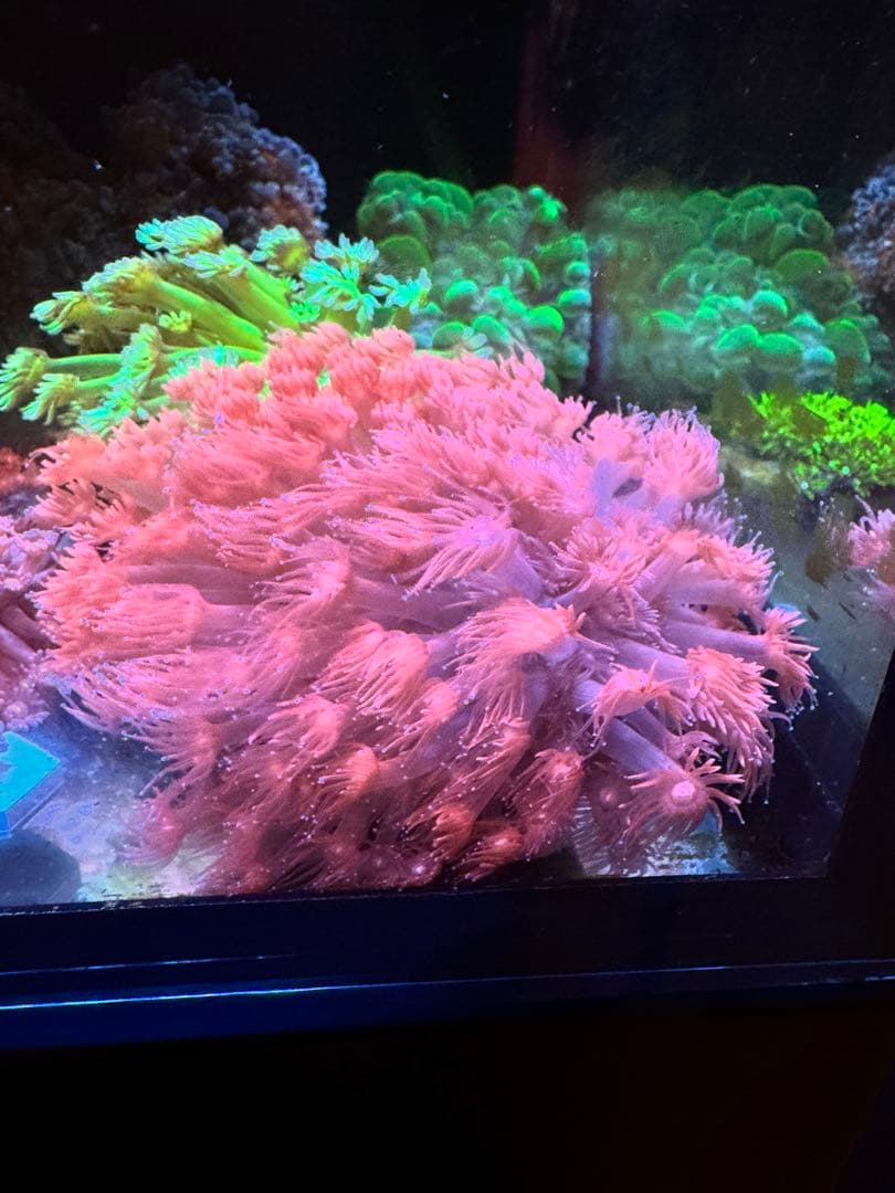 ハナガササンゴレッド