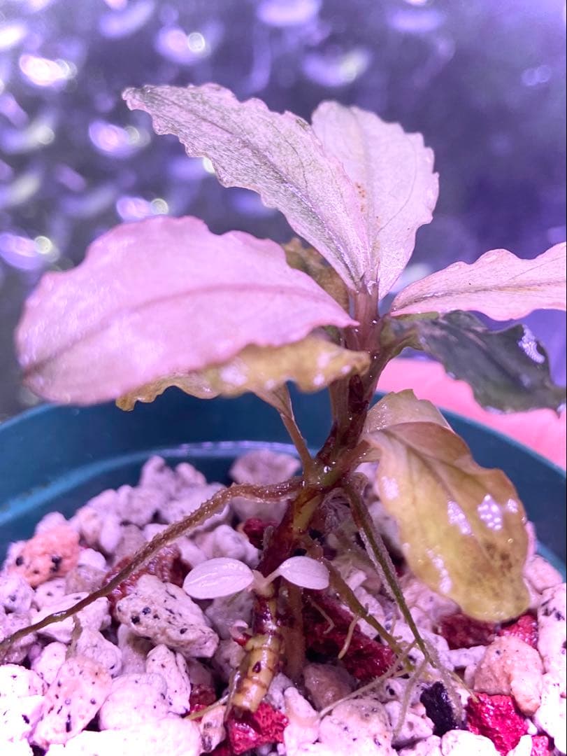 ブセファランドラ sp, ピンクバリエガータ 水上葉