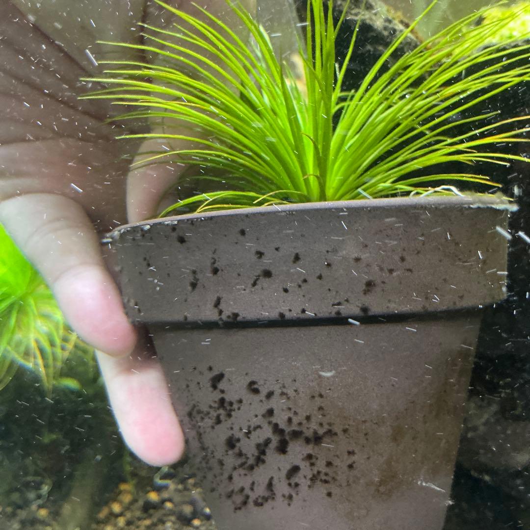 【メルカリ便】珍！ホシクサsp.キンバリーナロー　大株　1株　約11cm 鉢付き