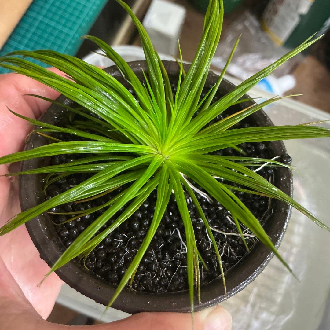 【メルカリ便】珍！ホシクサsp.キンバリーナロー　大株　1株　約11cm 鉢付き