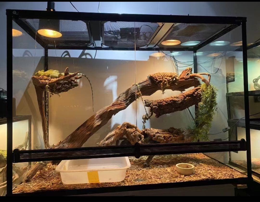 爬虫類用品卸 爬虫類飼育ガラスケージ両生類飼育ケージ603030(cm引取り限定