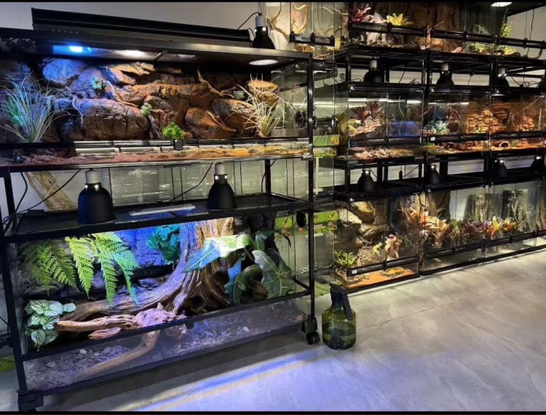 爬虫類用品卸 爬虫類飼育ガラスケージ両生類飼育ケージ603030(cm引取り限定