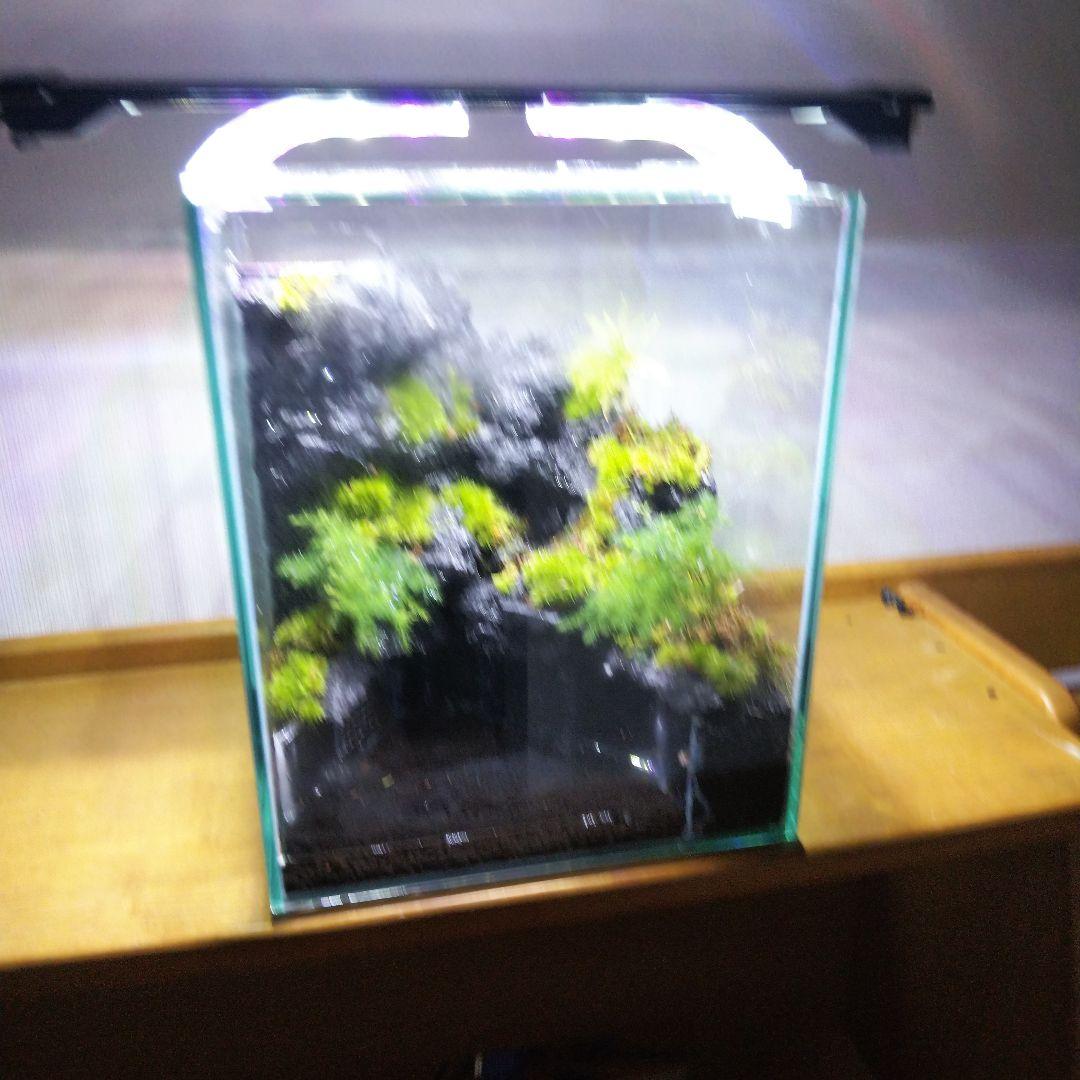 【オーダーメイド】滝のあるアクアテラリウム