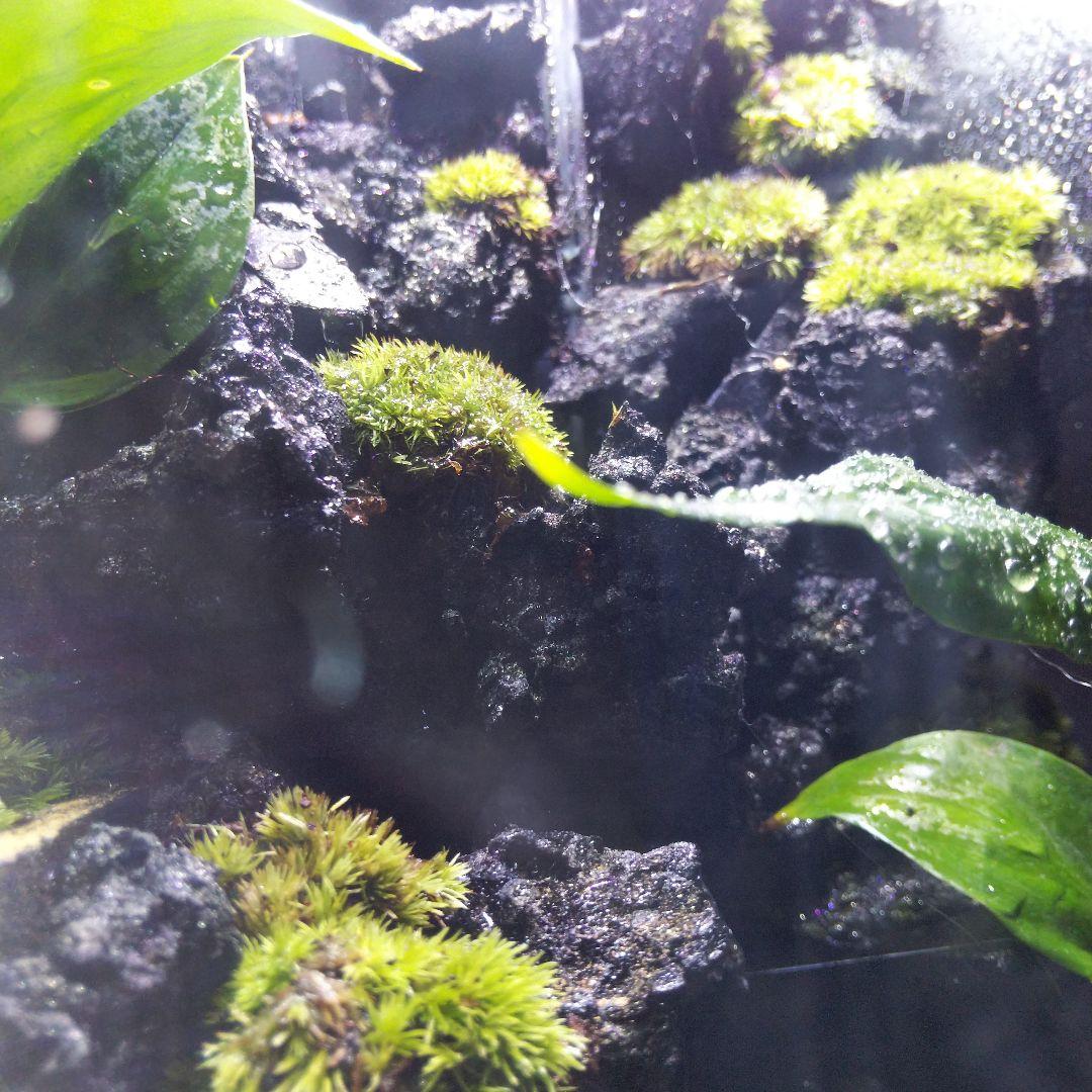 【オーダーメイド】滝のあるアクアテラリウム