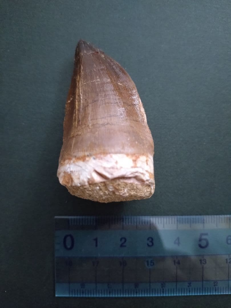 【特大本物】モロッコ産モササウルス（プログナソドン）の歯の化石　約5.5×3cm