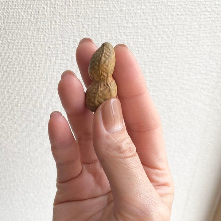 伊勢根付・『落花生』朝熊黄楊・『正昭』在銘・提げ物