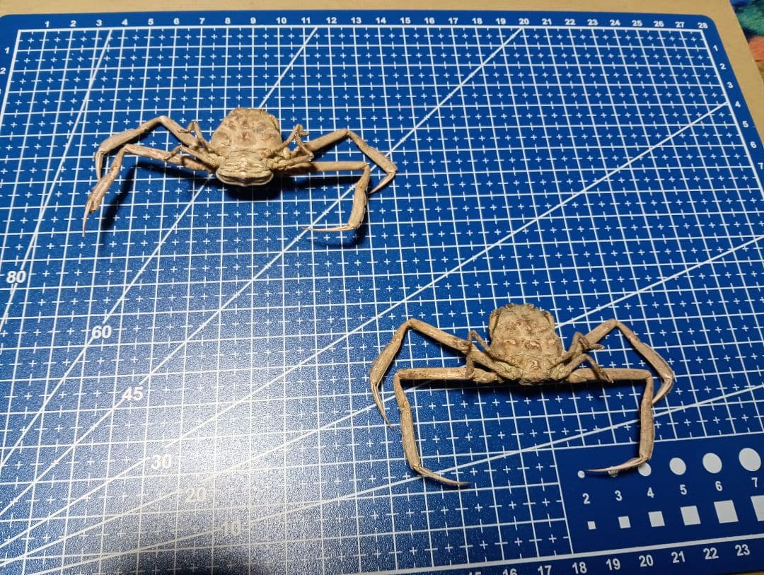 確認用稀少レア武士蟹平家怨霊リアル人面サムライガニ瀬戸内海産立体標本コレクション