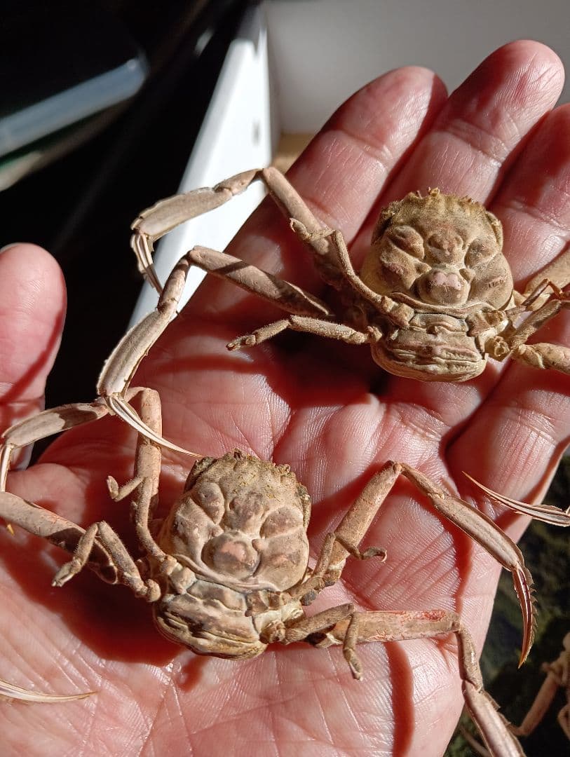 確認用稀少レア武士蟹平家怨霊リアル人面サムライガニ瀬戸内海産立体標本コレクション