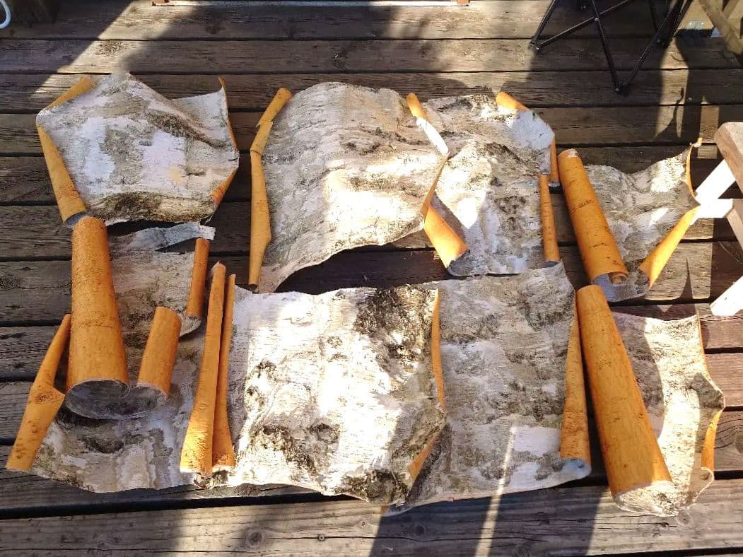 北海道産の白樺の樹皮