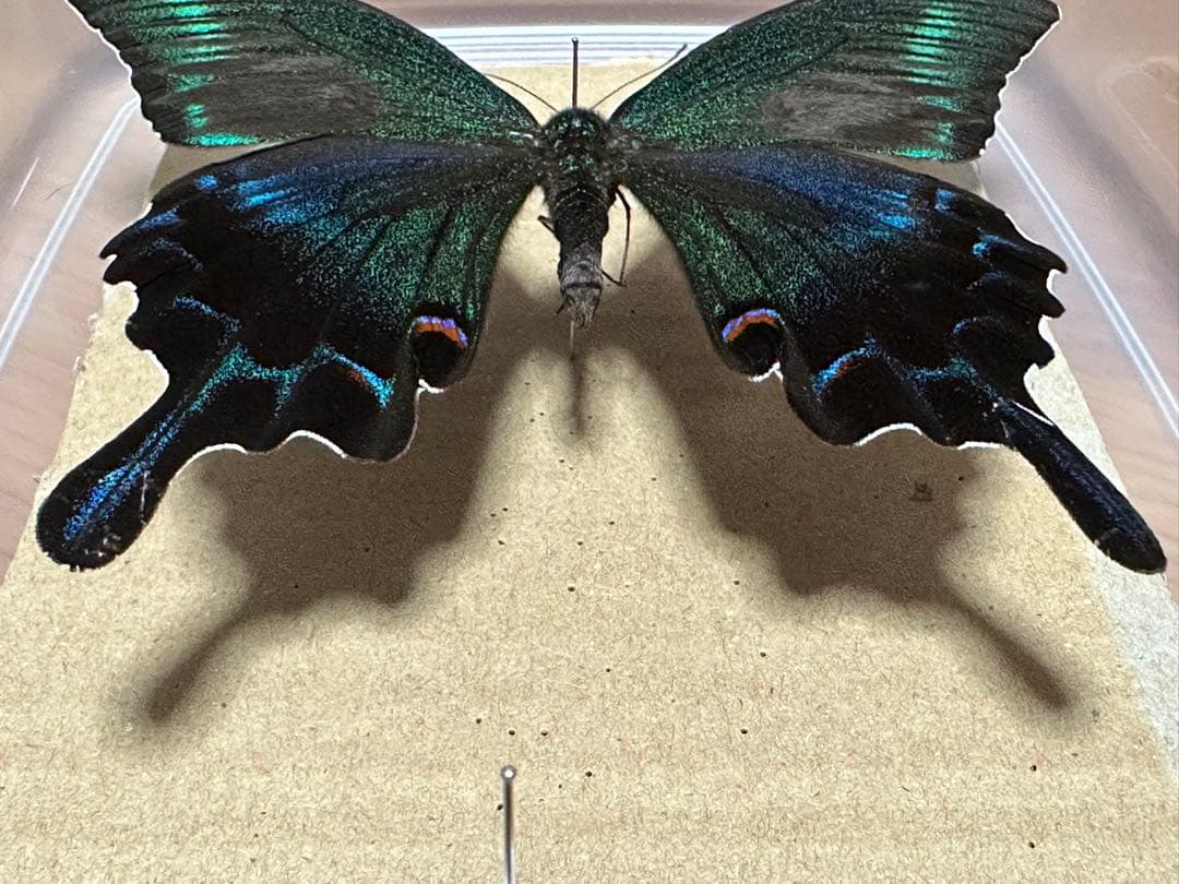 ミヤマカラスアゲハ　標本　採取品