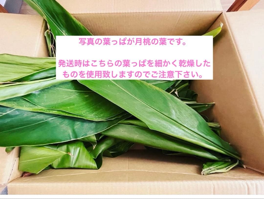 子熊の手/手芸/素材/魔除け/お守り/厄除け/置物/剥製