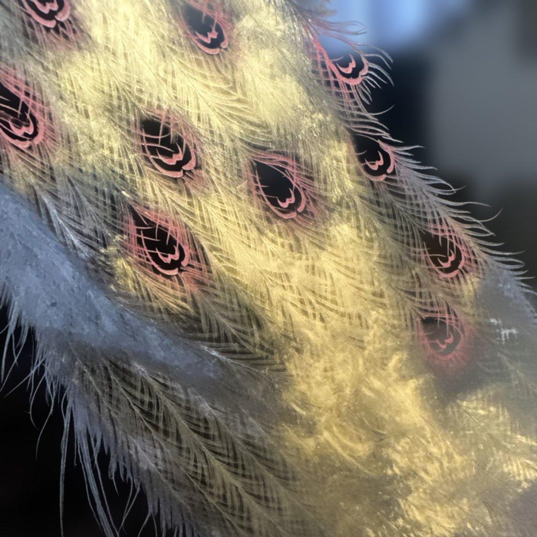 漆芸 孔雀デザイン作品　輪島塗　アンティーク　骨董品　希少価値　額縁期間限定値引