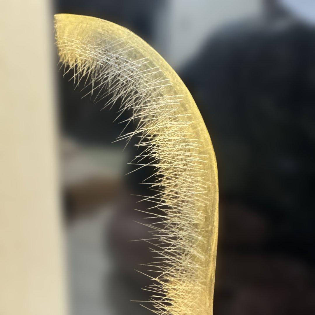 漆芸 孔雀デザイン作品　輪島塗　アンティーク　骨董品　希少価値　額縁期間限定値引