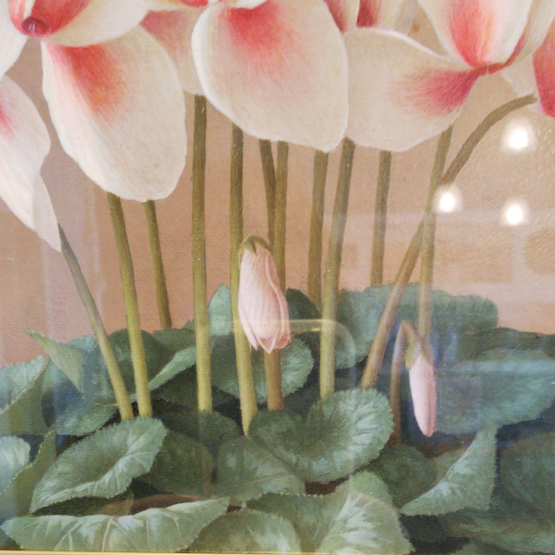 【最終お値下げ！！】近藤俊一 ☆ シクラメン