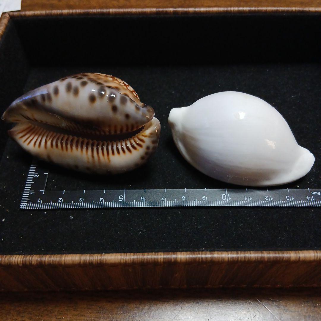 貝殻セット