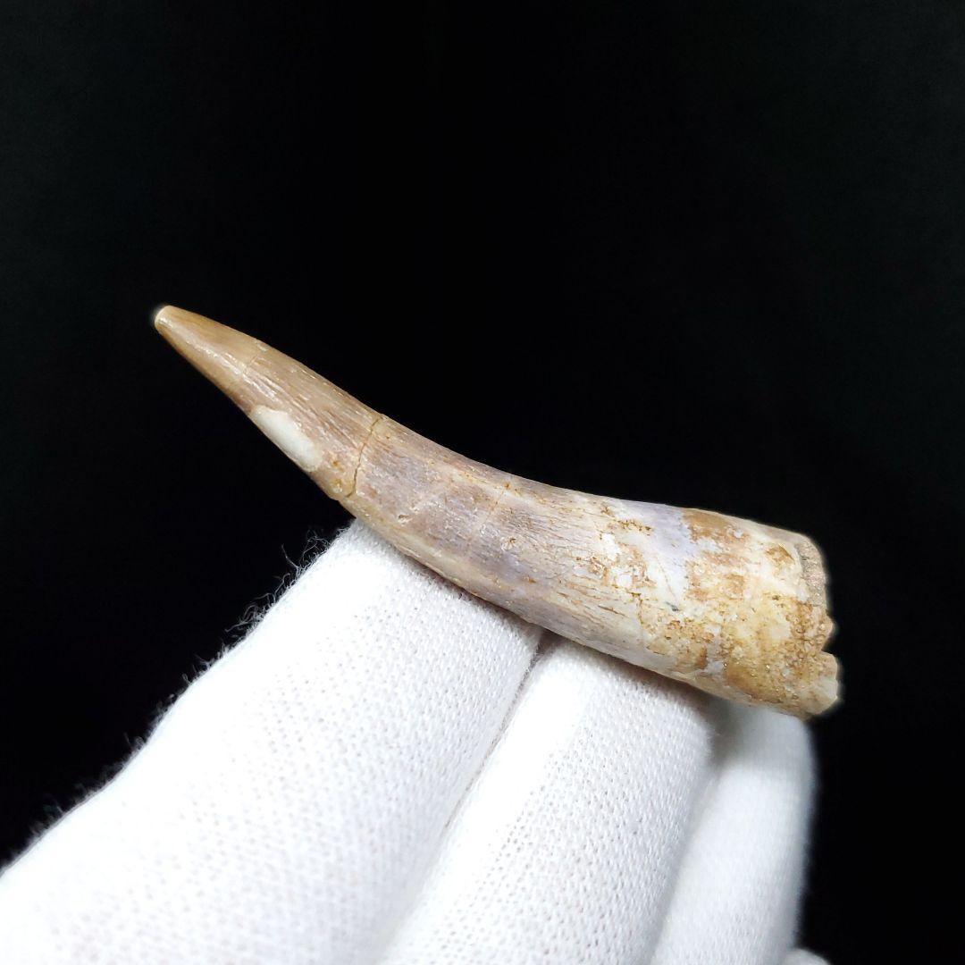 美品 プレシオ サウルス 化石 歯 本物 モロッコ産 55mm pr98