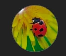 よしこメモリ24枚