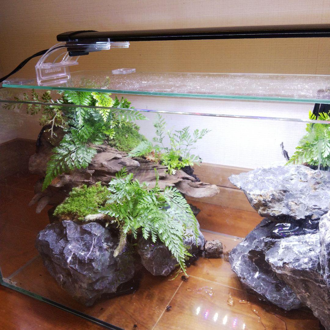 【受注生産】滝のあるアクアテラリウム　イモリウム　苔テラリウム　アクアテラリウム