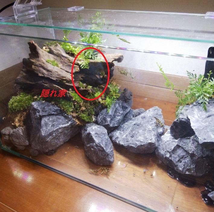 【受注生産】滝のあるアクアテラリウム　イモリウム　苔テラリウム　アクアテラリウム