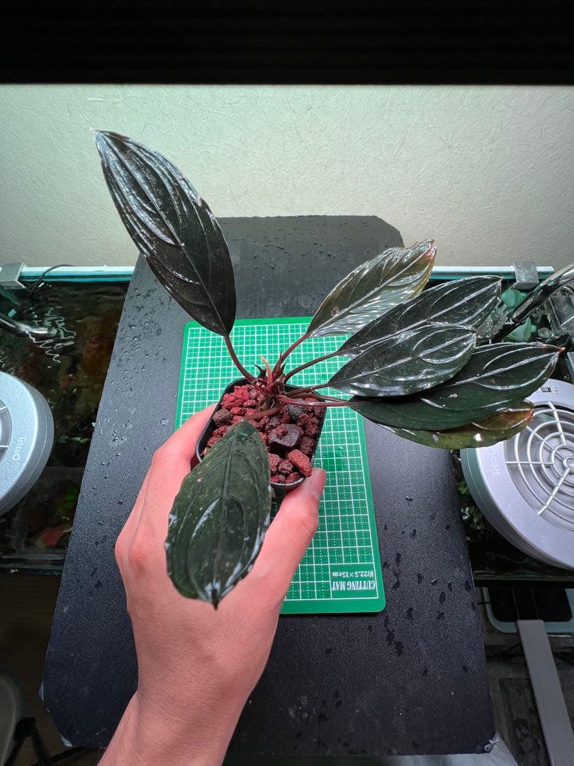 ブセファランドラ　スケルトンキング 22株