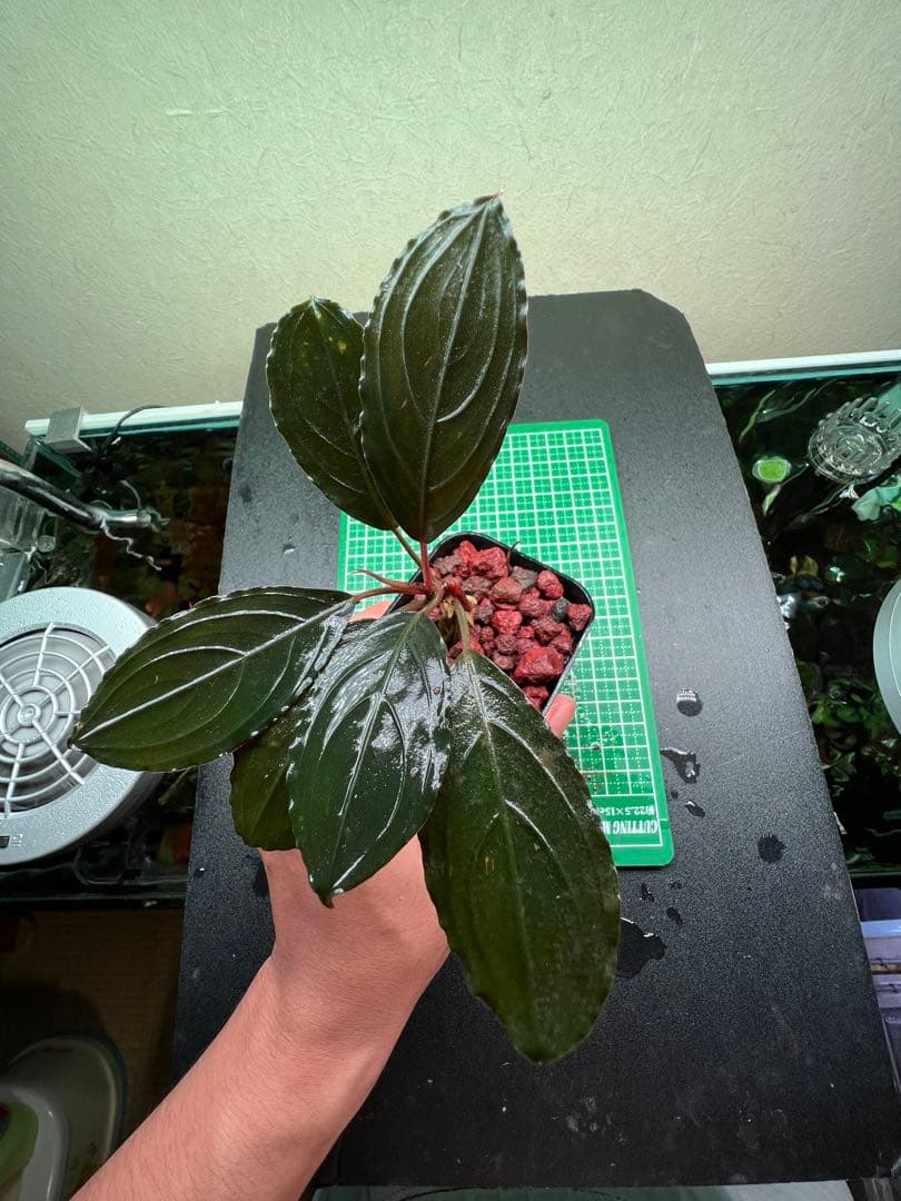 ブセファランドラ　スケルトンキング 22株