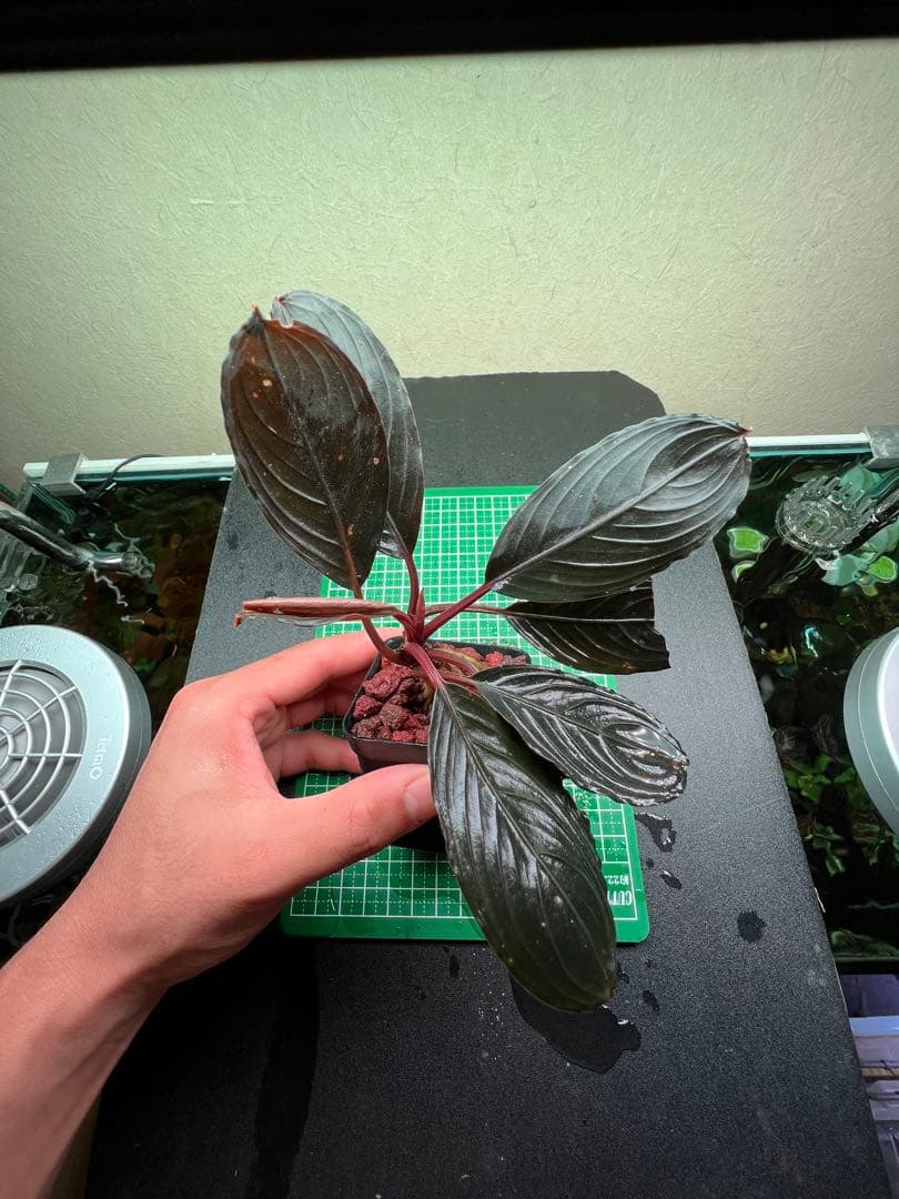 ブセファランドラ　スケルトンキング 22株