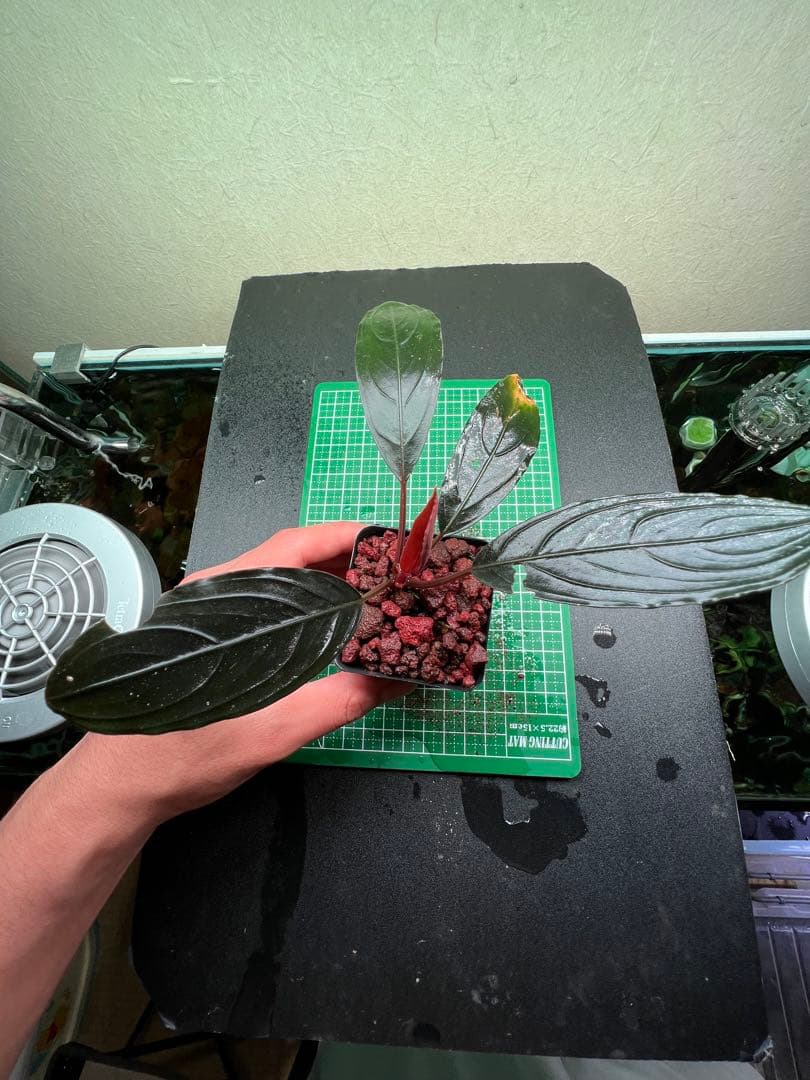 ブセファランドラ　スケルトンキング 22株