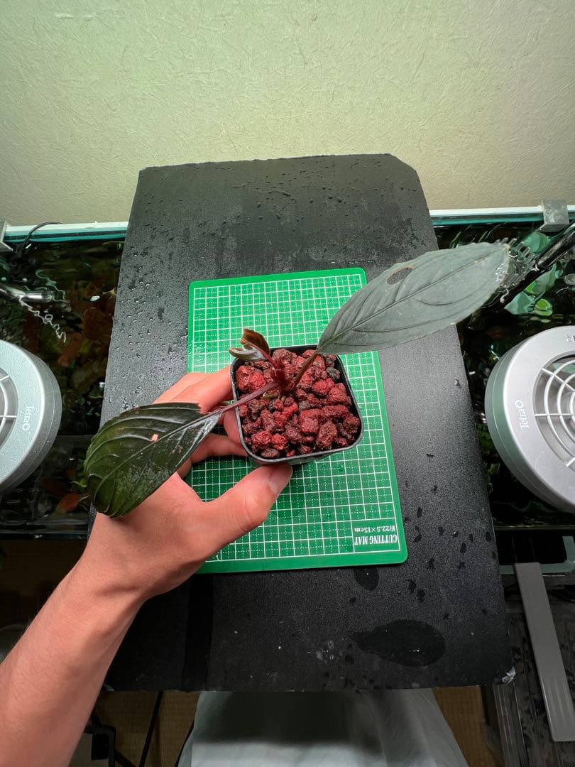 ブセファランドラ　スケルトンキング 22株