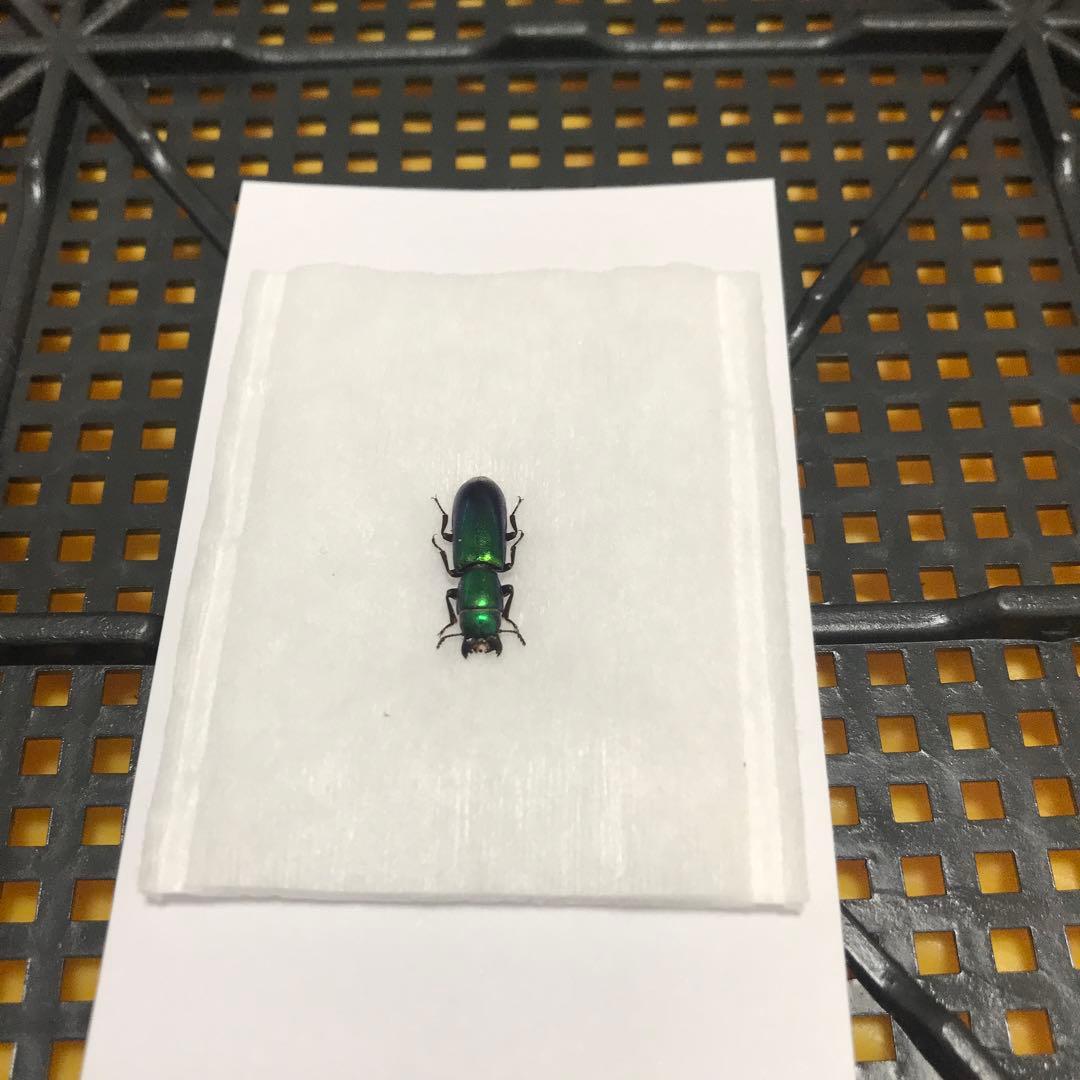 レア産地　北米産　グリーンメタリックなコクヌスト？