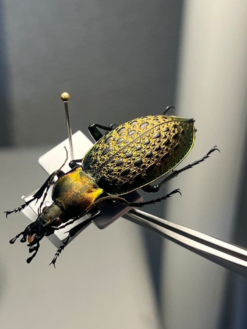 【38mm】エリスカブリモドキ オサムシ標本 オサムシ マイマインミョウ