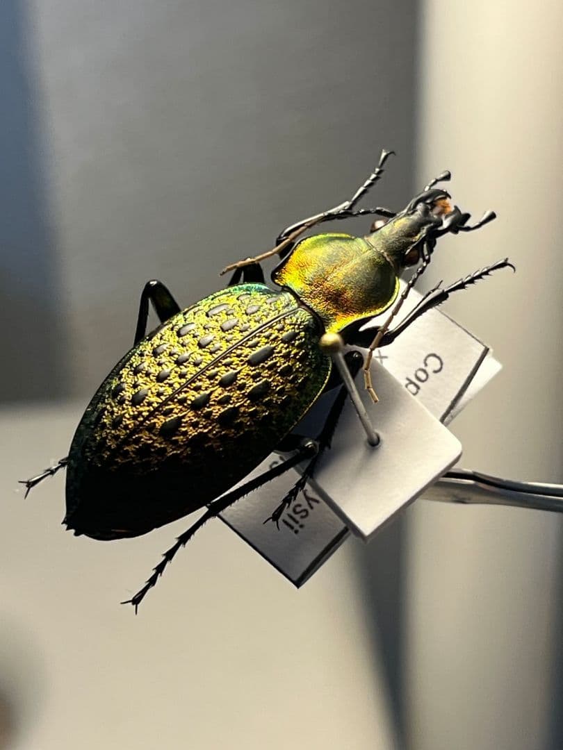 【38mm】エリスカブリモドキ オサムシ標本 オサムシ マイマインミョウ