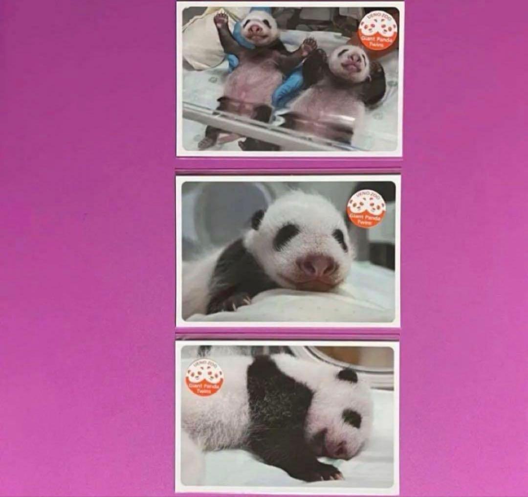 恩賜上野動物園＊シャオシャオ＆レイレイ クリアファイルとポストカードのセット