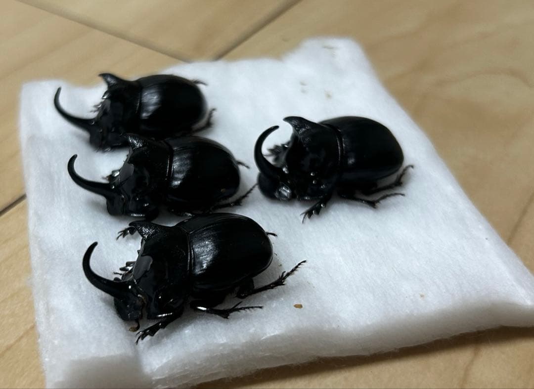 専用　標本　ダイコクコガネ　4頭