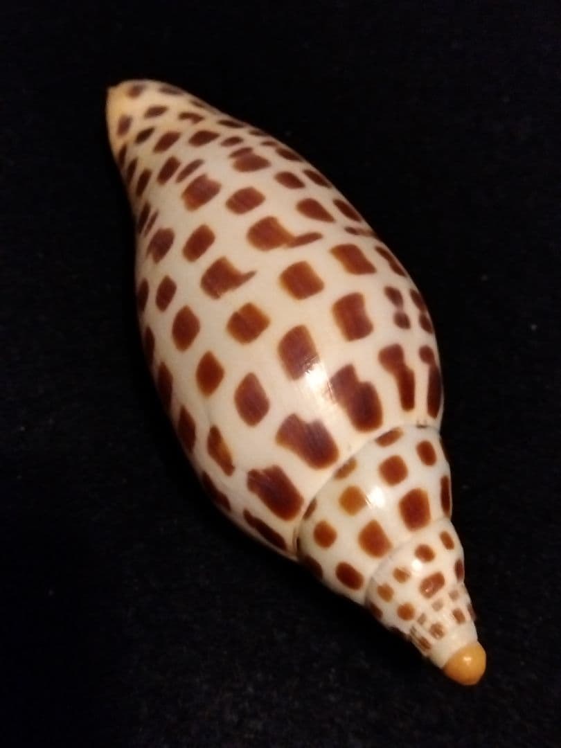 貝殻の標本　リュウグウボラ（ガクフボラ科）