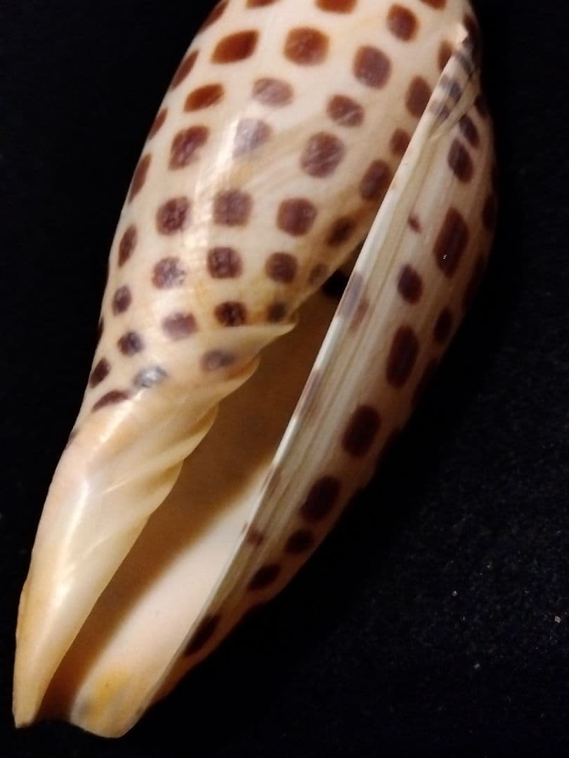 貝殻の標本　リュウグウボラ（ガクフボラ科）