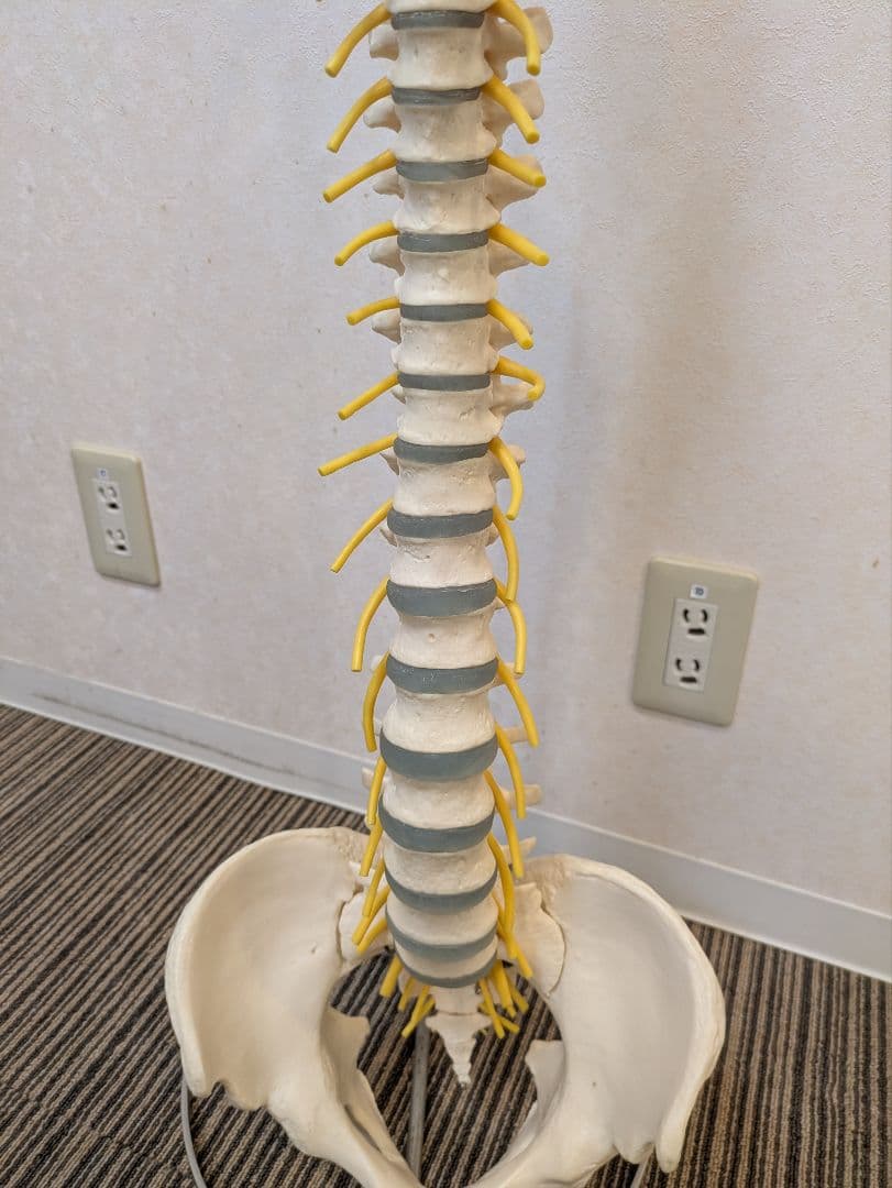 SOMSO(ソムソ)社製　脊柱模型 ドイツ製