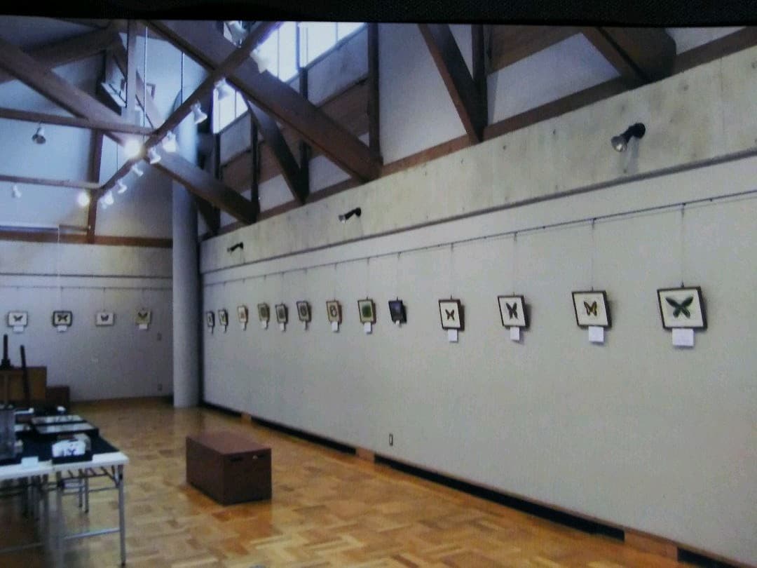 マエオビジャコウアゲハ