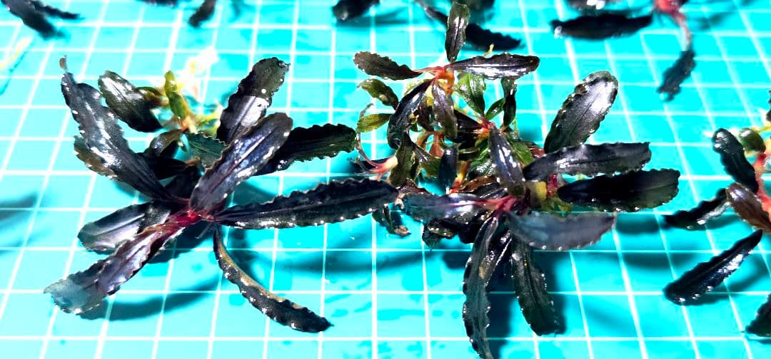 ブセファランドラsp.ゴジラ 群生