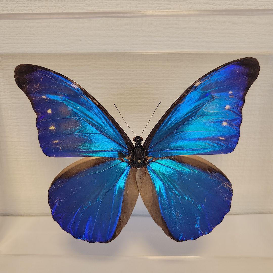 蝶の標本　ジャングルを舞う宝石(珍珍)