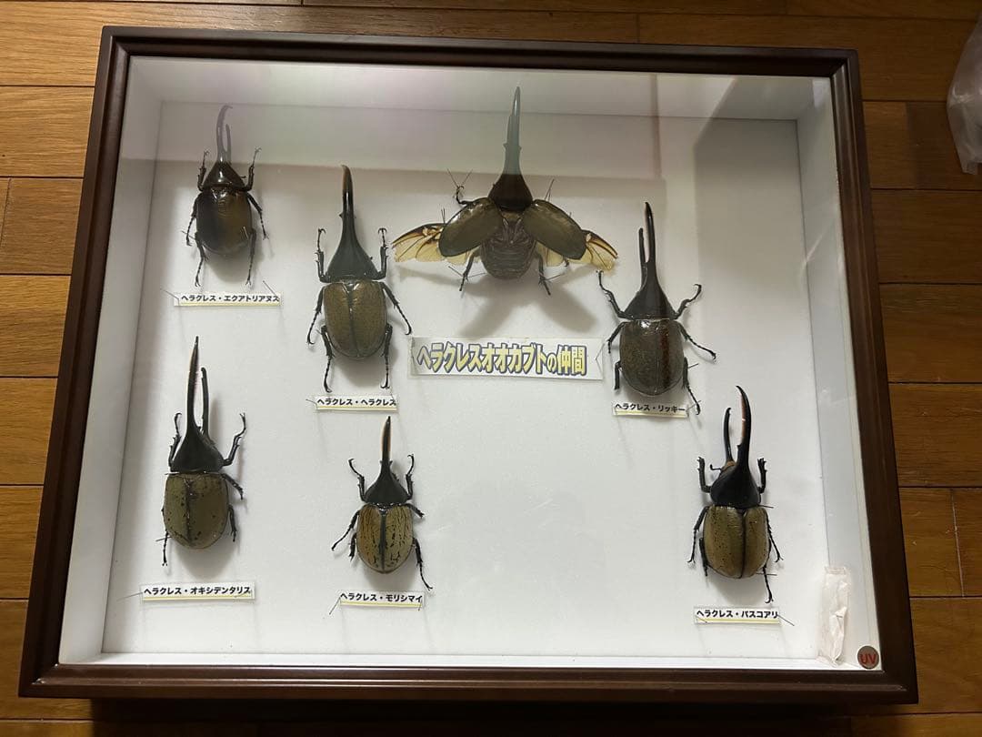 ヘラクレスオオカブト標本(亜種5種) シーラケース付き