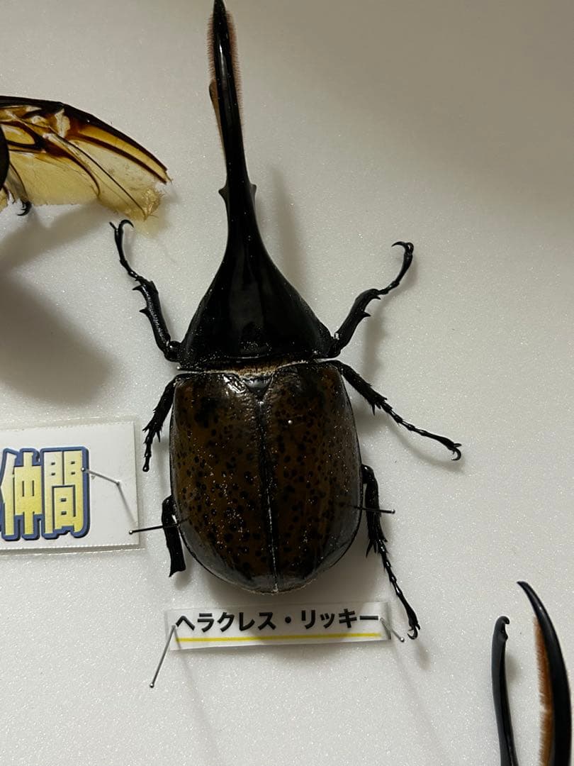 ヘラクレスオオカブト標本(亜種5種) シーラケース付き