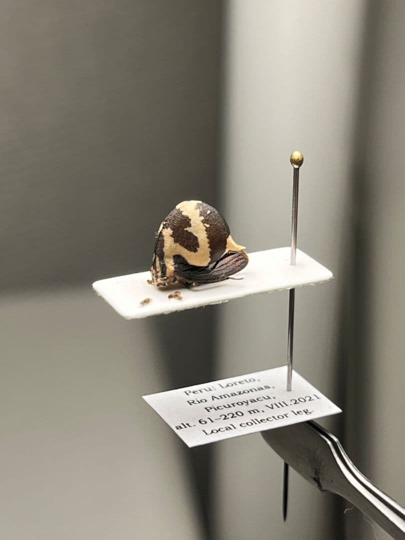 【完璧髑髏】パンダヘルメットツノゼミ ハゴロモ　標本.セミ ホタル 蛍