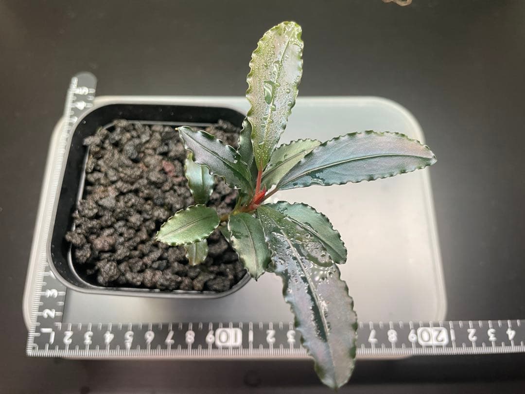 オ*ガ様 Bucephalandra sp Red walts