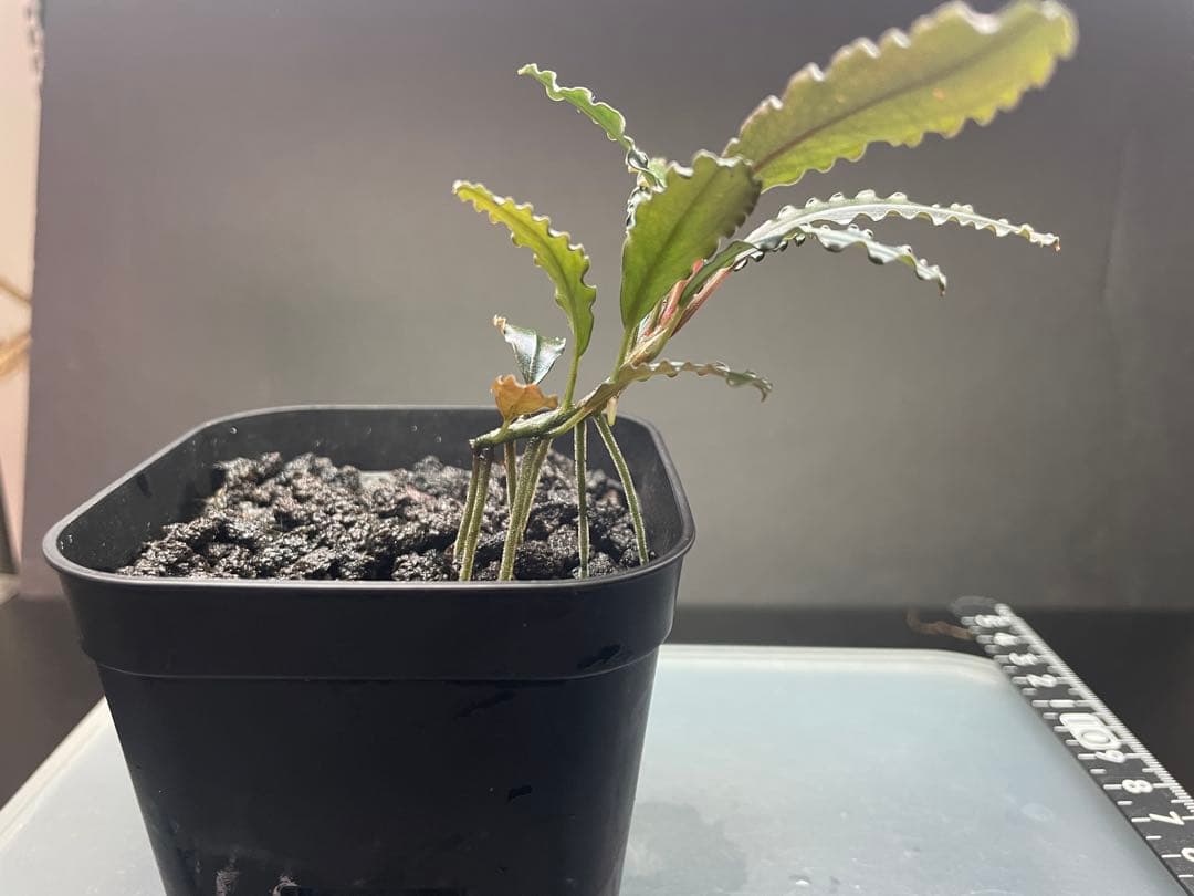 オ*ガ様 Bucephalandra sp Red walts