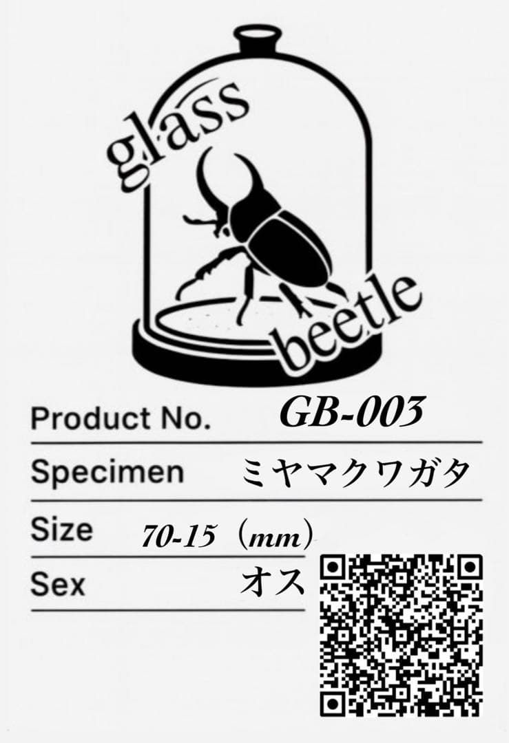 【Glass Beetleミヤマクワガタ標本 GB-003】