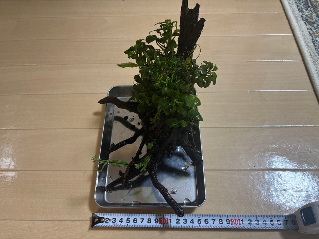 アヌビアスナナプチとミクロソリウム付き流木